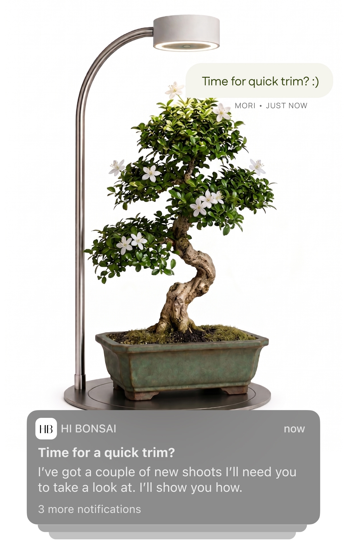 Hi Bonsai station with Mori care notification
